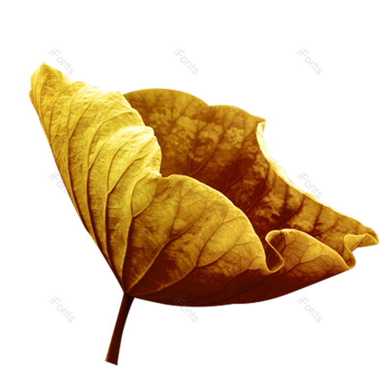 秋天图片,黄花元素,花草PNG,金属免抠素材